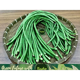Mua Hạt giống Đậu Đũa Lùn  Đậu Đũa Bụi  20gr