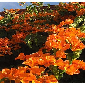 HOA GIẤY MÀU CAM - CHẬU CÂY SIÊU ĐẸP ĐANG HOA