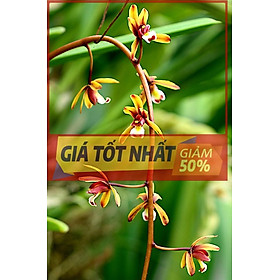 Mua COMBO 3 THÂN GIỐNG LAN KIẾM TIÊN VŨ HÀNG RỪNG MẶT HOA XỔ UY TÍN CHẤT LƯỢNG