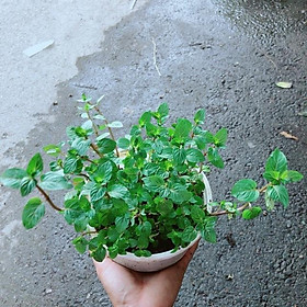 Mua Cây Bạc Hà Doubemint