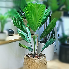 Cây Cọ Nhật Chậu Giỏ