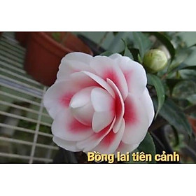 Cây trà my  Bồng Lai Tiên Cảnh, cây đẹp, giống nhập, cam kết chất lượng