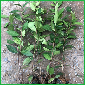 Mua cây chè xanh giống