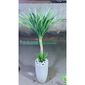 Mua Chậu Cây Phát Tài Núi