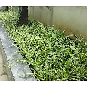 1 khóm Cây giống dây nhện/ lan chi
