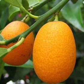 Mua Cây quất ngọt thái lan - cây tắc ngọt cao 50cm (ảnh thật)