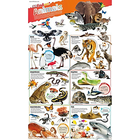 Ảnh bìa Sách : DKfindout! Animals Poster