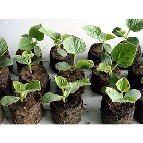 Mua VIÊN NÉN XƠ DỪA ƯƠM HẠT GIỐNG - SET 20 VIÊN