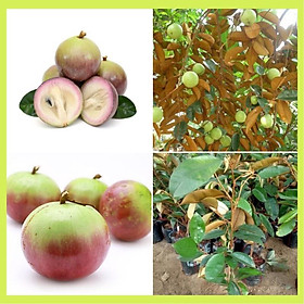 Mua Cây giống vú sữa tím lò rèn quả to ít hạt vị thơm ngọt( cây ghép )
