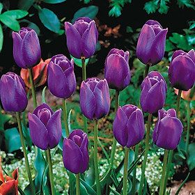 Bộ 5 củ giống hoa tulip hoa màu tím đậm