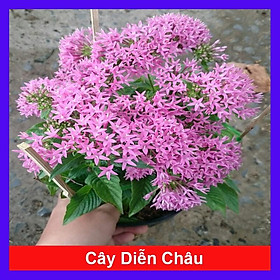 Mua Cây Diễm Châu - Cây cảnh mini để bàn + Tặng phân bón cho cây mau lớn