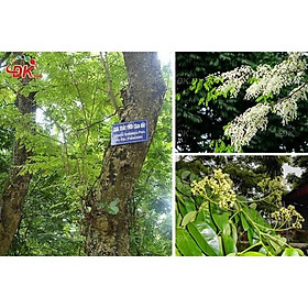 COMBO 2 BẦU CÂY GIỐNG CÂY SƯA ĐỎ