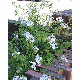 Mua Bạch hoa xà ( đuôi công trắng ) - Combo 3 cây giống trong bầu ươm khỏe mạnh