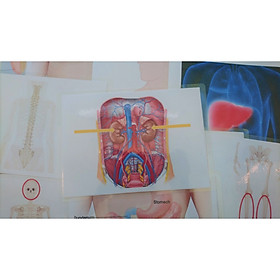 Internal Body Part Flashcards - Bộ thẻ học tiếng Anh chủ đề bộ phận cơ thể - Các bộ phận bên trong - 15 thẻ