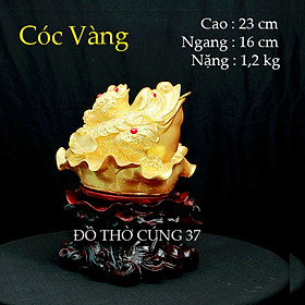 Mua CÓC THIỀM THỪ   CÓC VÀNG NGẬM ĐỒNG TIỀN VÀNG  