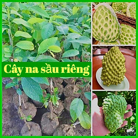 Mua Cây giống Na Sầu Riêng Đài Loan_ Na trái khổng lồ  dai thơm mùi sầu riêng_Cây ghép chui cành  trồng chậu được