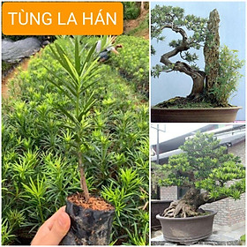 Mua CÂY GIỐNG TÙNG LA HÁN. CÂY PHONG THỦY