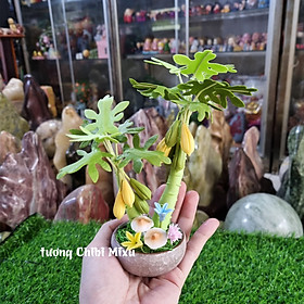 Mua Chậu cây đu đủ 16cm bằng đất sét Nhật - tác dụng chiêu tài