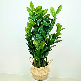 Mua Cây kim tiền  kim phát tài giả - cao 90cm - Cây giả  hoa lụa Decor trang trí nhà cửa