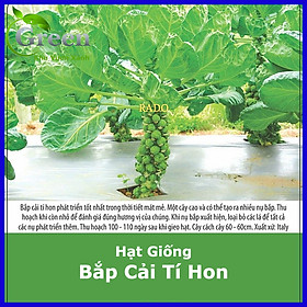 Mua Hạt Giống Bắp Cải Tí Hon Xanh Italy