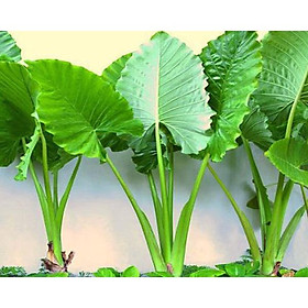 Mua Cây ráy +củ ráy( mua 2 củ tặng 1 củ nhỏ )