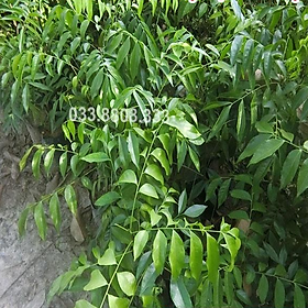 2 CÂY GIỐNG MẮC MẬT  - CÂY TRỒNG ĐƯỢC TRONG CHẬU