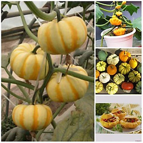 Hạt giống Bí Ngô mini. bí ngô tí hon nhiều màu siêu quả Pumpkin seeds