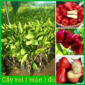 Mua Cây roi đỏ Thái Lan không hạt - roi đỏ An Phước cây ghép mắt nhanh cho quả