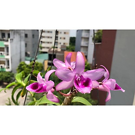 Mua Phi điệp tím yên tử