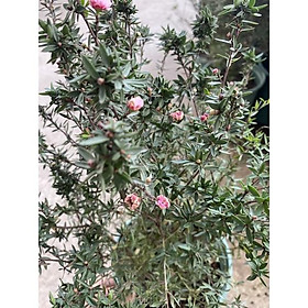 Mua Sale tết--- Cây tùng tuyết mai trồng chậu cao 30-35 cm thích hợp trang trí bàn làm việc trang trí nhà cửa ban công