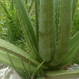 Mua CÂY NHA ĐAM ( CÂY LÔ HỘI )
