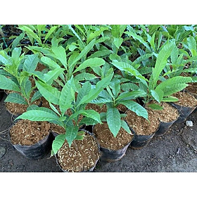 Mua Cây giống vú sữa hoàng kim size nhỏ và vừa