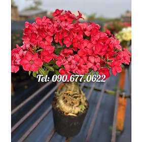 Mua Hạt giống hoa sứ đỏ Taiwan nhiều hoa - Bịch 10 hạt – Mã số 2086