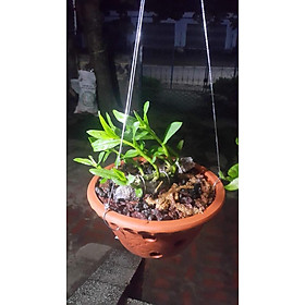 Hoa lan phi điệp - tre tím nối ngọn yên lập