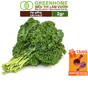 Hạt Giống Cải Xoăn Kale Greenhome, Gói 2g, Dễ Trồng Quanh Năm, Nảy Mầm Cao, Thu Hoạch Nhanh, Năng Suất Cao R16