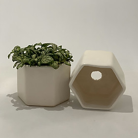 Bộ 2 Chậu Sứ - 6x6x6 Cm - Mầu Trắng – Dáng Lục Giác - Chậu Gốm Bát Tràng Trồng Cây Mini Để Bàn, Sen Đá, Xương Rồng, Cây Cẩm Nhung (Fittonia, May Mắn) & Tiểu Cảnh Terrarium