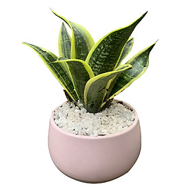 Chậu Cây Lưỡi Hỗ