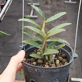 Mua Chậu lan giả hạc di linh xuân