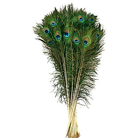 Mua Combo 20 lông công tự nhiên dài 90-100 cm