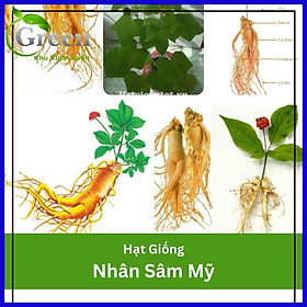 Mua Hạt Giống Nhân Sâm Mỹ