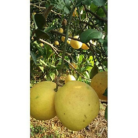 Sản phẩm Cây Ăn Trái cây bưởi diễn