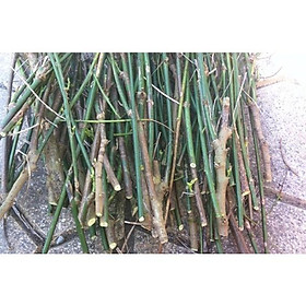 Combo 10 Cành rau ngót già tầm 30 - 45 cm để dâm trồng