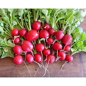 Mua 1Gr Hạt Giống Củ Cải Đỏ Cherry (A1.205| C30*W64)