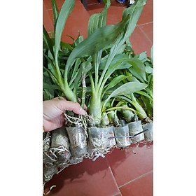 Mua hoa phong lan lan thiên nga đen