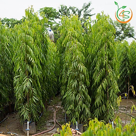 Mua cây giống Hoàng Nam (liễu Ấn Độ - cây sinh trưởng tốt )
