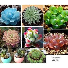 Mua Hạt giống Sen đá gói nhiều loại - Tặng kích mầm
