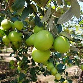 Hình ảnh Cây táo đào vàng, cây táo đào vàng ghép, cho quả sớm, siêu sai quả, chất lượng