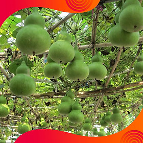 01 Gói Hạt Giống Bầu Eo  - Nảy Mầm Cực Chuẩn