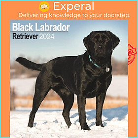 Sách - Black Labrador Retriever Calendar 2024  Square Dog Breed Wall Calendar - 16 Month by  (UK edition, paperback)