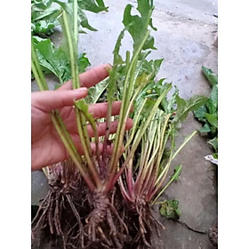 Mua các loại giống Hoa